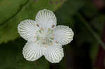 Kidneyleaf grass of Parnassus